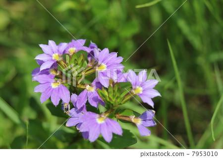 藍扇花 藍扇花 7953010