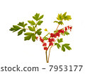 Dicentra flower,  isolated on white background 7953177