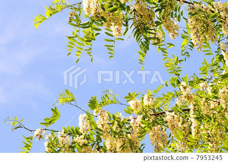 Niseakashiya Niseakashiya 7953245