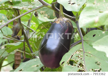 Kyoyama-ken Nise 7953362