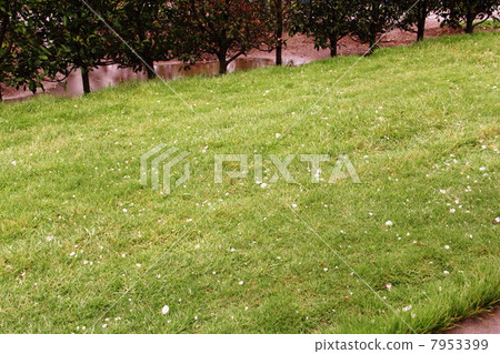 冰雹（冰雹）約2厘米 7953399