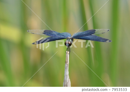 Beautiful butterfly dragonfly 7953533