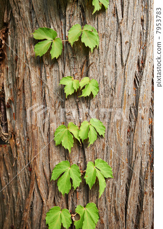 A cedar ivy A cedar ivy 7953783