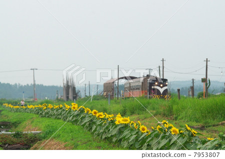 Sunflower in bloom Sunflower in bloom 7953807