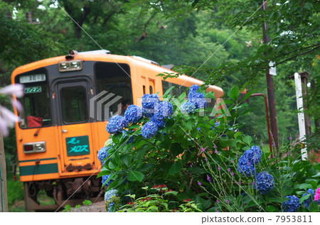 Hydrangea grazing 7953811