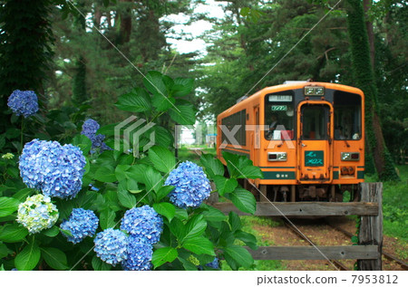 Hired by hydrangea Hired by hydrangea 7953812