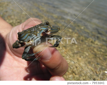 我抓到了一隻螃蟹,海上游戲和螃蟹!家庭休閒·帶孩子的暑假 我抓到了一隻螃蟹,海上游戲和螃蟹!家庭休閒·帶孩子的暑假 7953841