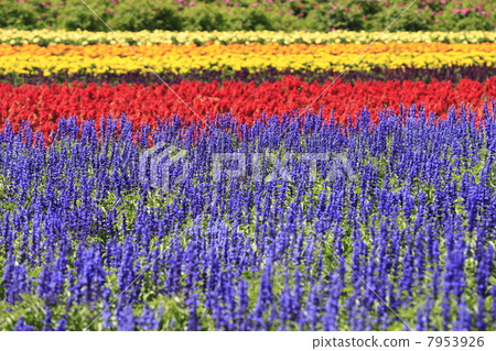 Lavender field Lavender field 7953926