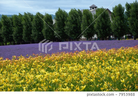 Farm Tomita, Kuon no yabu Farm Tomita, Kuon no yabu 7953988
