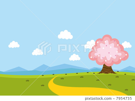 A hill of cherry blossoms and a single road, a springtime rural landscape. 7954735