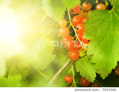 Red currant berries 7955080