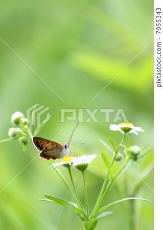 Bennisimi Bennisimi 7955343