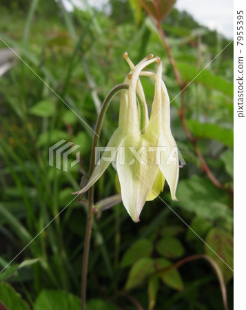 Astragalus (5) Astragalus (5) 7955395
