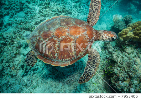 Green turtle Green turtle 7955406