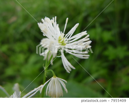 Larix lepra (2) Larix lepra (2) 7955409