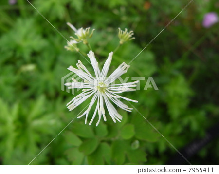 Larix leprae (4) 7955411