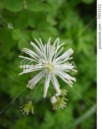 Larix leprae (5) Larix leprae (5) 7955412