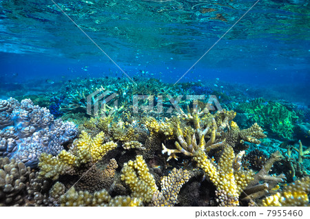 Coral reef 7955460