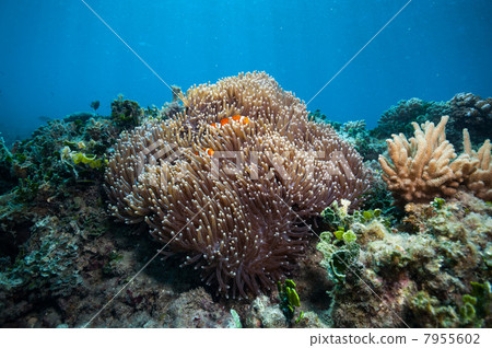 小丑anemonefish 7955602