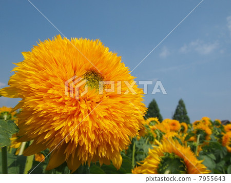 Double flowering sunflower 7955643