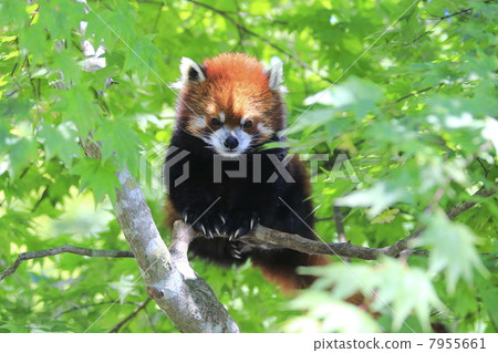 Lesser panda 7955661