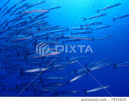 這是梭魚的一大群! ! 這是梭魚的一大群! ! 7955834