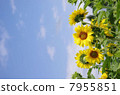 向日葵和藍天 7955851