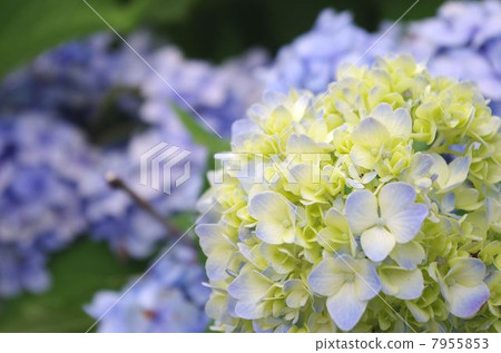 繡球 繡球 7955853