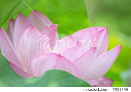 蓮花 蓮花 7955899