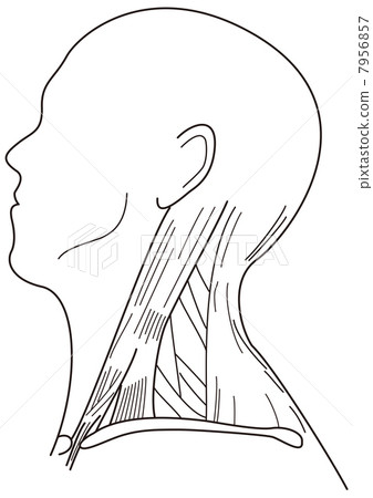 頸部肌肉 7956857