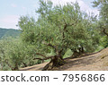 橄欖樹 7956866