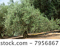 橄欖樹 7956867
