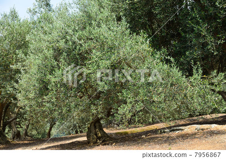 Olive tree Olive tree 7956867
