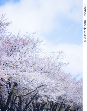 Sakura (special shooting) Sakura (special shooting) 7956868