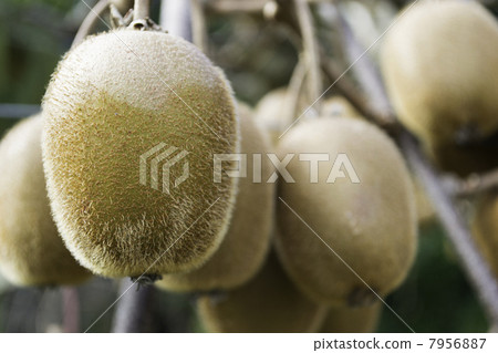 Kiwi fruit Kiwi fruit 7956887