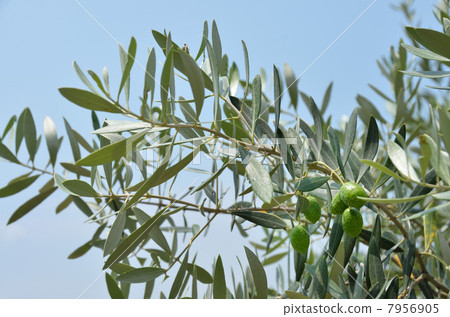 Olive fruit Olive fruit 7956905