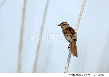 斑背大尾鶯 7956975