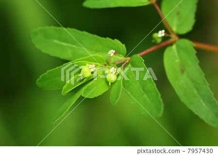 Freshwater fish 7957430