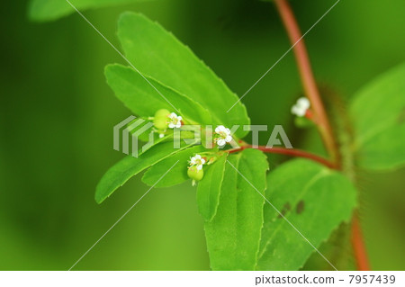 Freshwater fish 7957439