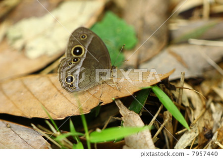 Kojonome Kojonome 7957440