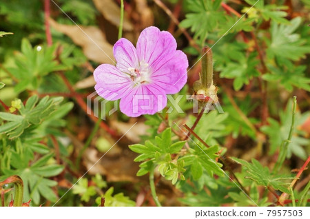 高山的花·Akebono Furo的花和果實源於它的名字（真實）·橫向位置 7957503