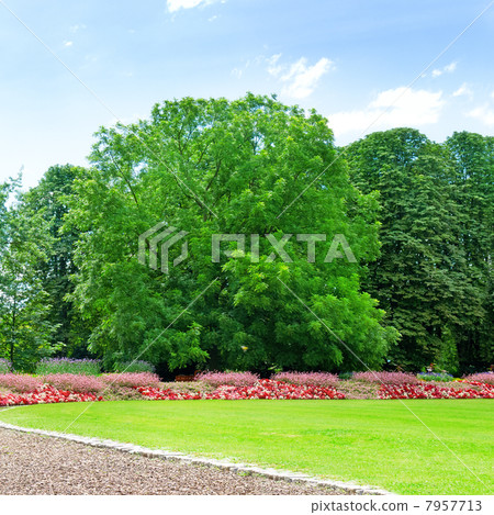 Summer garden 7957713