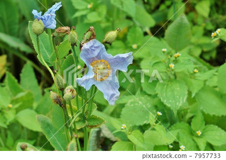 有毒花·喜馬拉雅藍罌粟開始開花·花·水平位置 7957733