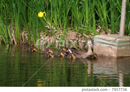 Karmala父母和孩子② 7957736