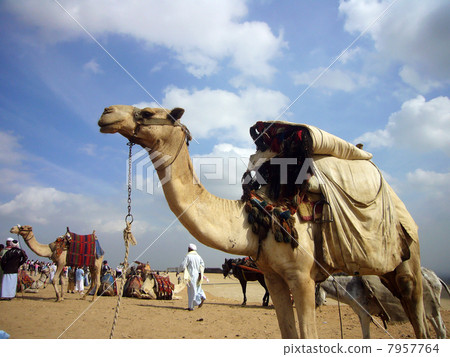 Desert camel 7957764