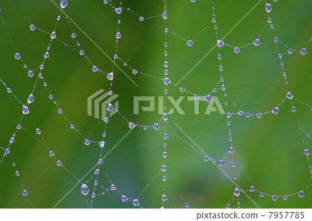 蜘蛛網的雨 7957785