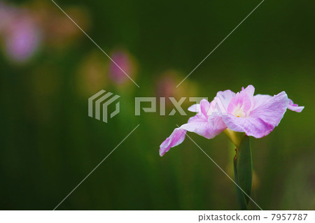 粉紅色的虹膜 粉紅色的虹膜 7957787