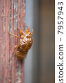 Cicadian shell 7957943