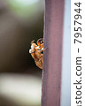 Chestnut shell growth 7957944