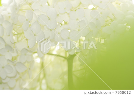 白色繡球花 7958012